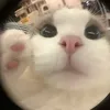 2qrlha_