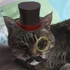 alex_chaton4