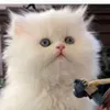 wwwtiktok.diva