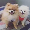raizen_minji_the_poms