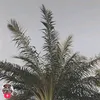 oumhiba8192