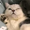 meow..to