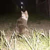 lerkxch