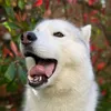 rubydrama_husky
