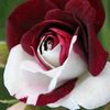 md.nannu236