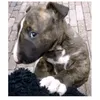 mão De Cachorro