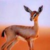 najlaa_m