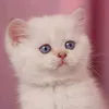 prettycat677