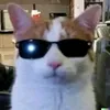 karcley_bnn