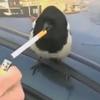 birdthatissmoking