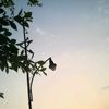 zarayrc14