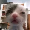 aduemii