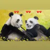 Panda🐼❤️