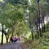 hamiwad