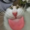 certosino_2.0