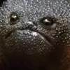 justafrogtbh