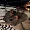 fancyratties