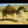 ahmed_hassan557