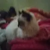 es_aicha