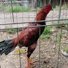 dioncodet977