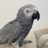 mohamed_alqattan12