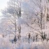 snow.thazin8