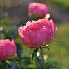 peony_inpot