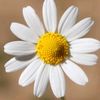 zeynep_8506