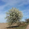 temporarilydefinite