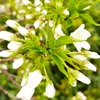 antionwang