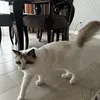 biznesowytiktok123