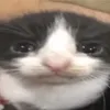 gato_triste0071