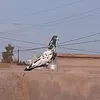 الأمرلي🫵🤡