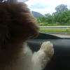 peddror_