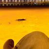 saad_010207