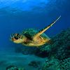 missturtle01