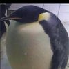 bawlsbawls12