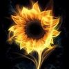 sweetfireball