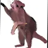 rattacate