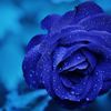 1majestic_soul