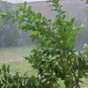 quangalpla