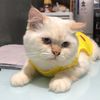 Asitwas the cat
