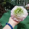 thuyhoang7236