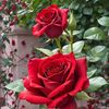 user5149861933970