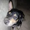 snoopy_dopy