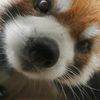carrotturnip_