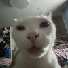 ollie_ekels
