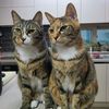 usercatbutler