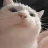 bageuttecat