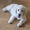 savanahdog